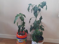 Chilli planter dyrket innendørs